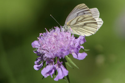 Piersis napi - Green-veined White