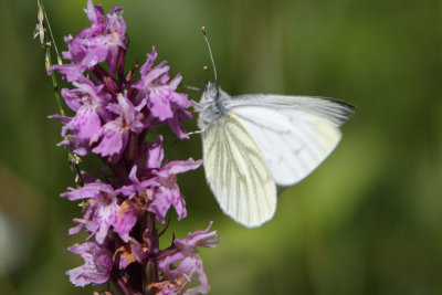 Piersis napi - Green-veined White
