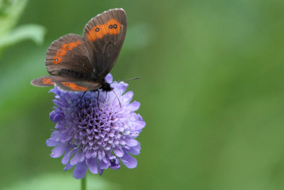 Erebia ligea - Arran Brown