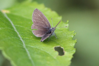 Cupido minimus - Little Blue