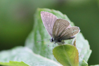 Cupido minimus - Little Blue