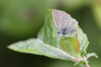 Cupido minimus - Little Blue