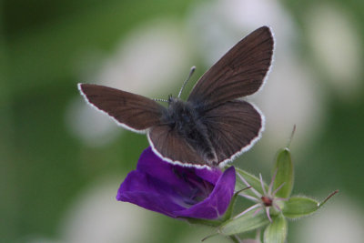 Aricia eumedon - Geranium Argus