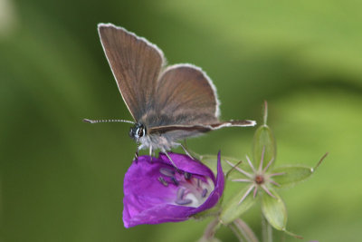 Aricia eumedon - Geranium Argus