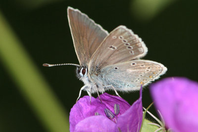 Aricia eumedon - Geranium Argus