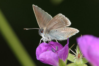 Aricia eumedon - Geranium Argus