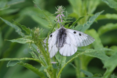 Parnassius mnemosyne - Clouded Apollo