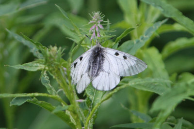 Parnassius mnemosyne - Clouded Apollo