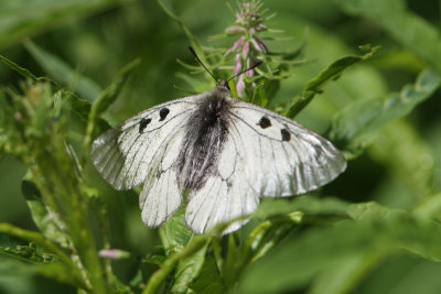 Parnassius mnemosyne - Clouded Apollo