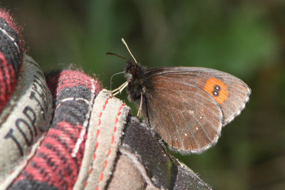 Erebia ligea - Arran Brown