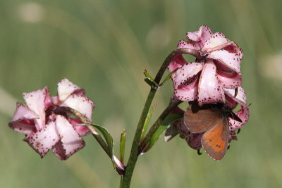Erebia ligea - Arran Brown