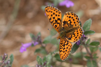 Boloria euphrosyne - Pearl-bordered Fritillary