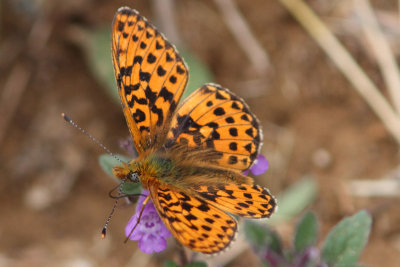 Boloria euphrosyne - Pearl-bordered Fritillary