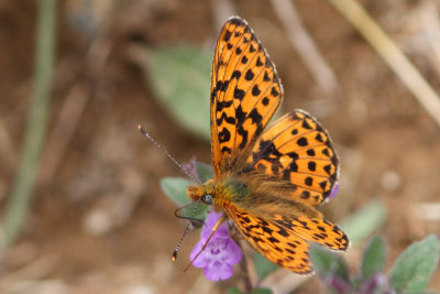 Boloria euphrosyne - Pearl-bordered Fritillary