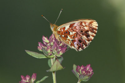 Boloria titania - Titania's Fritillary or Purple Bog Fritillary