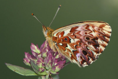 Boloria titania - Titania's Fritillary or Purple Bog Fritillary