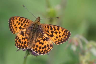 Boloria titania - Titania's Fritillary or Purple Bog Fritillary