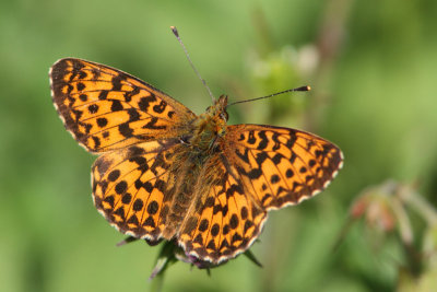 Boloria titania - Titania's Fritillary or Purple Bog Fritillary
