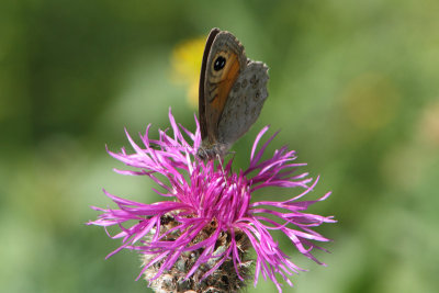 Lasiommata maera - Large Wall Brown
