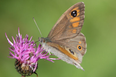 Lasiommata maera - Large Wall Brown