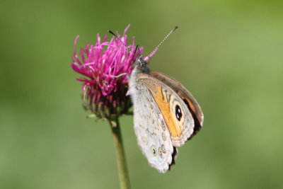Lasiommata maera - Large Wall Brown