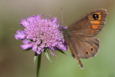 Lasiommata maera - Large Wall Brown