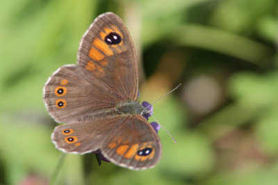Lasiommata maera - Large Wall Brown