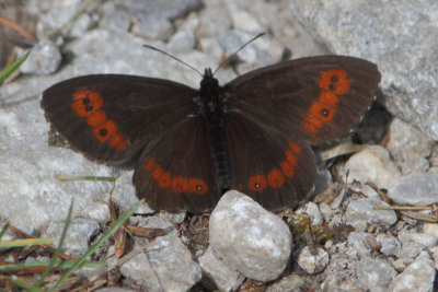 Erebia ligea - Arran Brown
