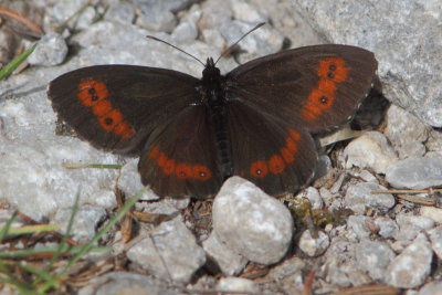 Erebia ligea - Arran Brown