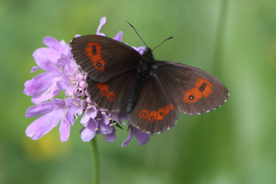 Erebia ligea - Arran Brown