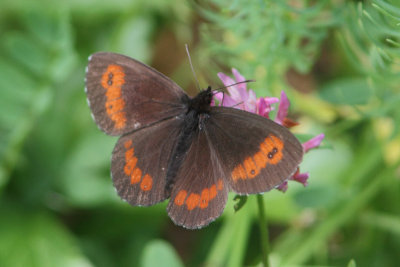 Erebia ligea - Arran Brown