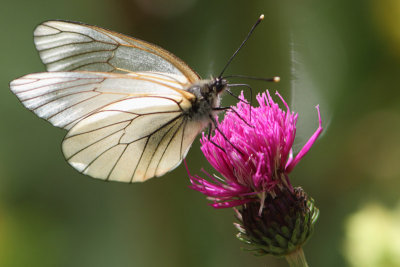 Aporia crataegi - Black-veined White
