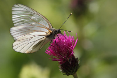 Aporia crataegi - Black-veined White