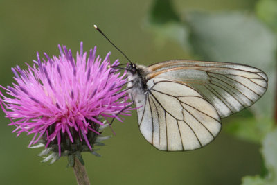 Aporia crataegi - Black-veined White