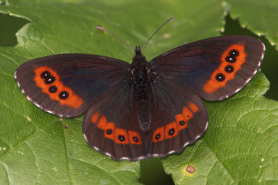 Erebia ligea - Arran Brown