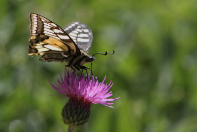 Papilio machaon - Swallowtail