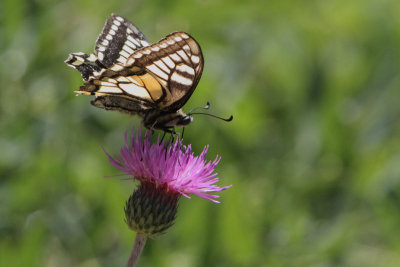 Papilio machaon - Swallowtail