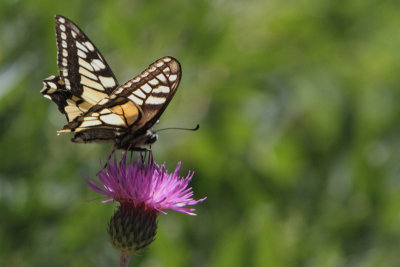 Papilio machaon - Swallowtail