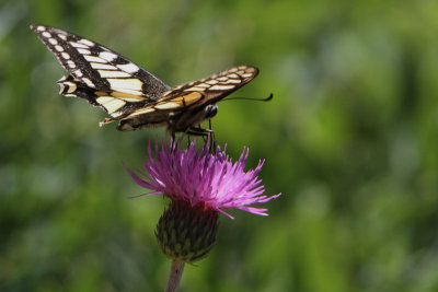 Papilio machaon - Swallowtail