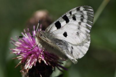 Parnassius apollo - Apollo