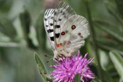 Parnassius apollo - Apollo