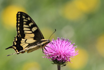 Papilio machaon - Swallowtail