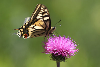 Papilio machaon - Swallowtail