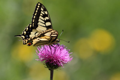 Papilio machaon - Swallowtail