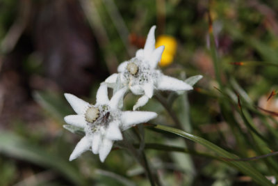Leontopodium alpinum - Edelweiss