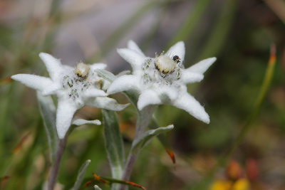 Leontopodium alpinum - Edelweiss