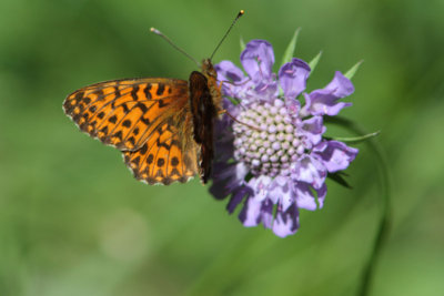 Boloria euphrosyne - Pearl-bordered Fritillary