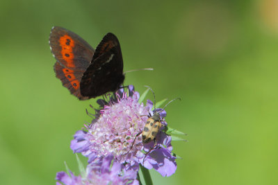 Erebia ligea - Arran Brown