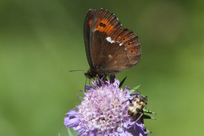 Erebia ligea - Arran Brown