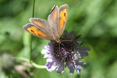 Oranje Zandoogje